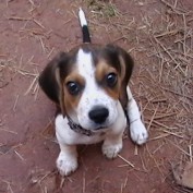 flavourHound profile image