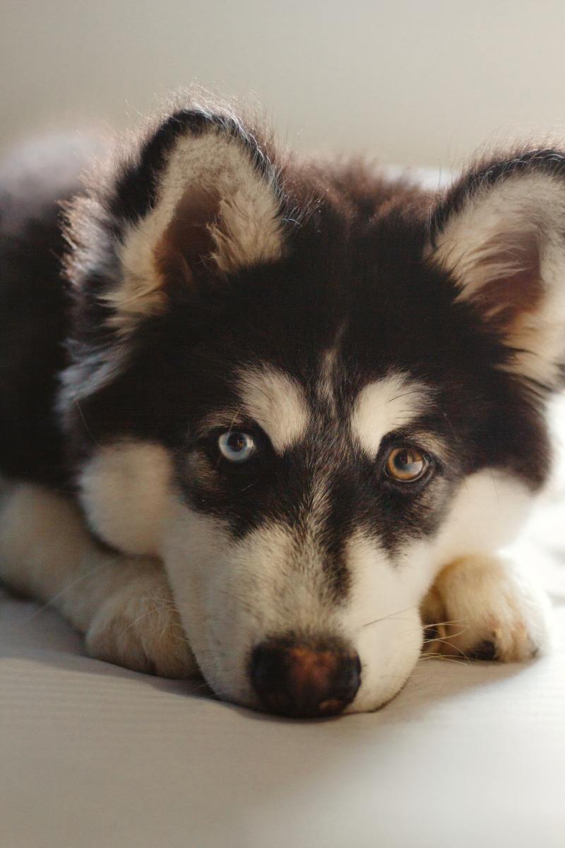 Pisces dogs are sweethearts with a little bit of magic to them, like having two different colored eyes.