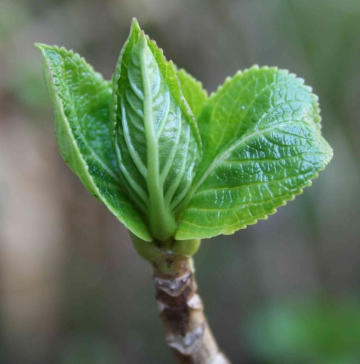 Hydrangea leaves budding