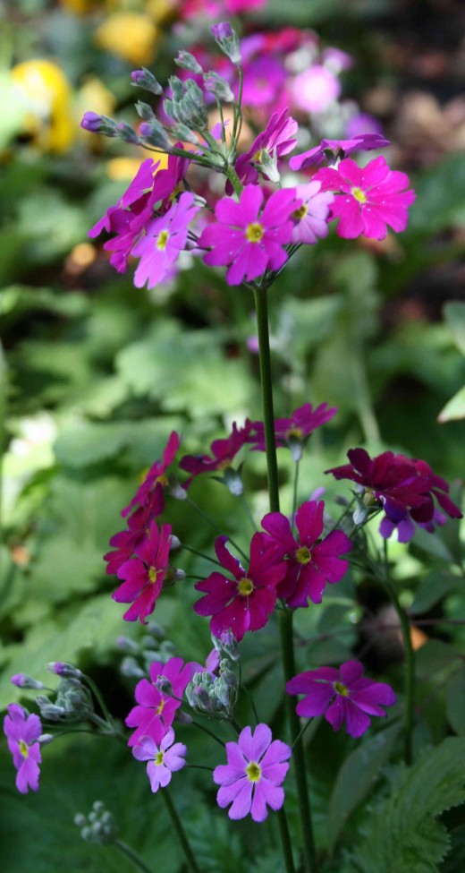 Primula