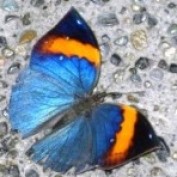 Homeschool_Gal profile image