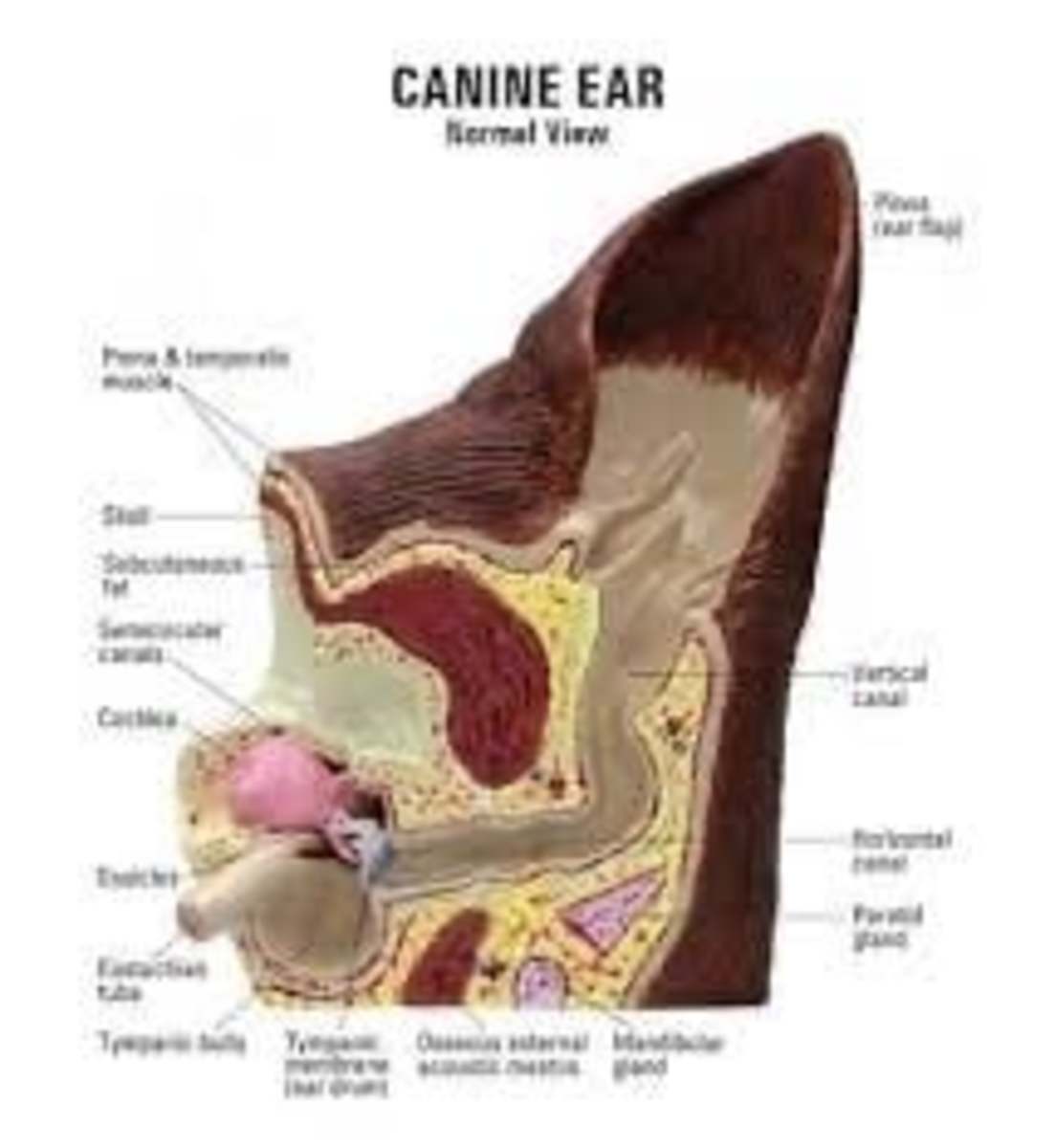 Pet Care at Home: Ear Cleaning