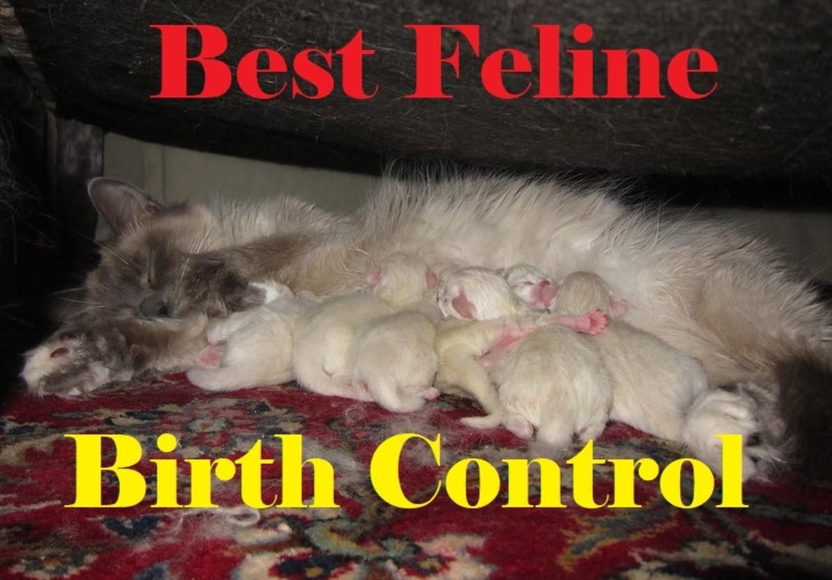 All of the Best Methods of Birth Control for Your Cat