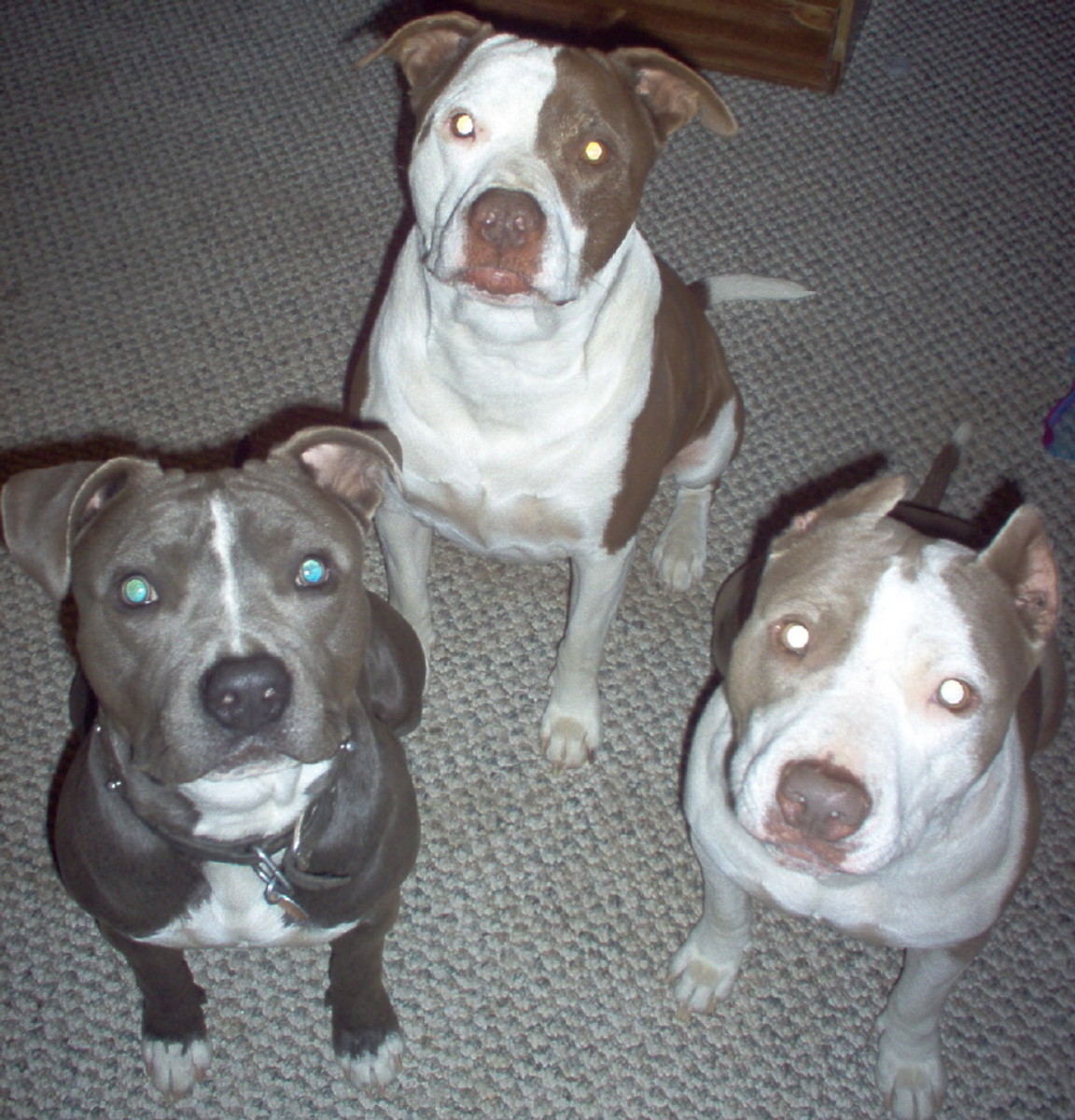 American Pit Bull Terrier Breed Standard HubPages