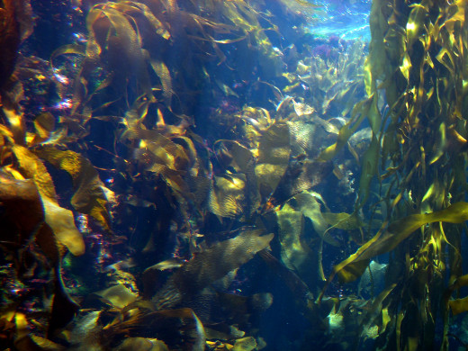 Kelp is only one of the many kinds of seaweed that produce oxygen—both for the ocean water, itself, and also in the air we breath.