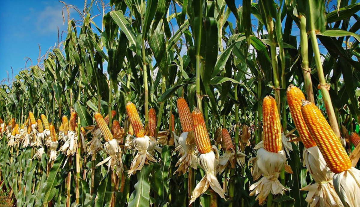 Maize Cultivation Farming and Management