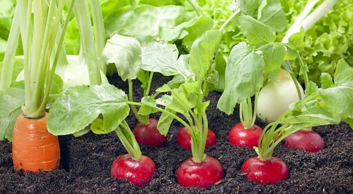 Vegetable Cultivation Farming in Home Gardens