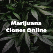 marijuanaclonesonline profile image