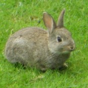 sarah blakemore profile image