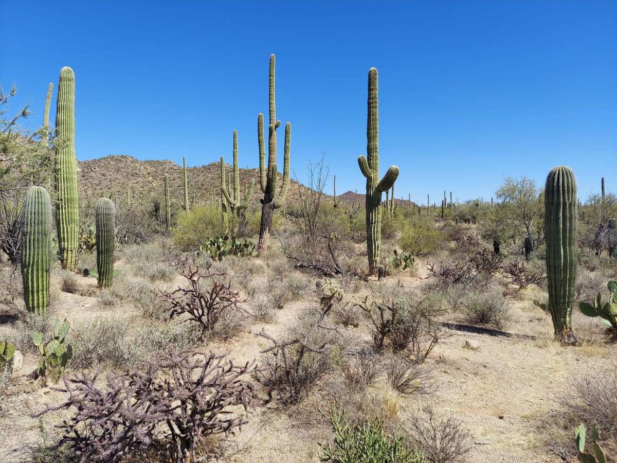 Walking in the Land of Giant Cactus - Saguaro National Park