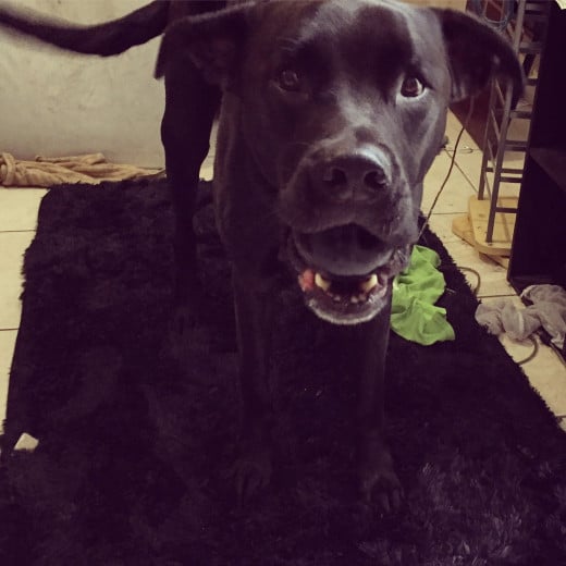 Happy black Labrador retriever with his toy.