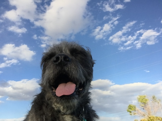 5 Ways To Calm A Hyper Dog HubPages