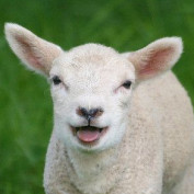 modas profile image