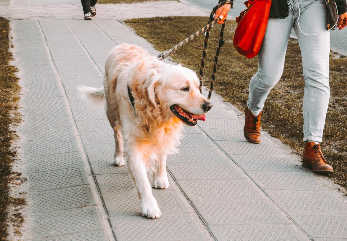 3 Reasons You Should Walk Your Dog Daily