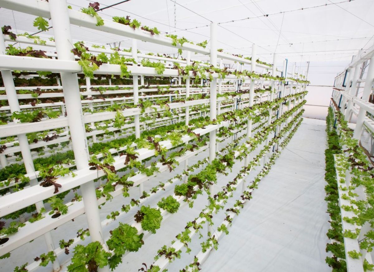 How Does Vertical Farming Help the Environment?