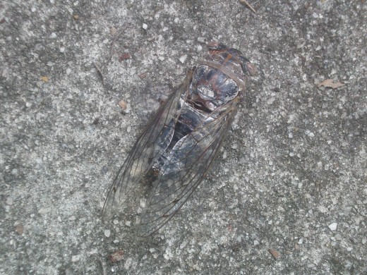Deceased Cicada found on our daily walks.