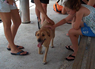Dogs get plenty of pets and kisses here