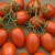 Ripe Roma Tomatoes