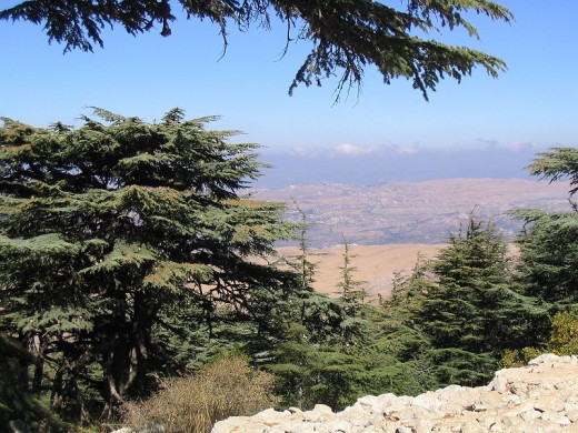 A Lebanon Cedar tree in the Barouk Forest, Lebanon. This image is in the public domain.
