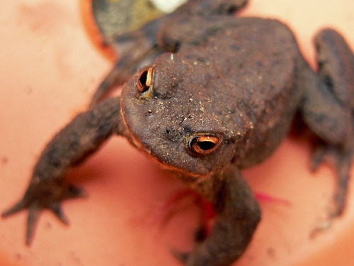 A Common Toad 