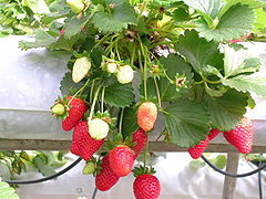 Ripe and immature strawberries