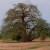 Baobab Tree Baobab Tree
