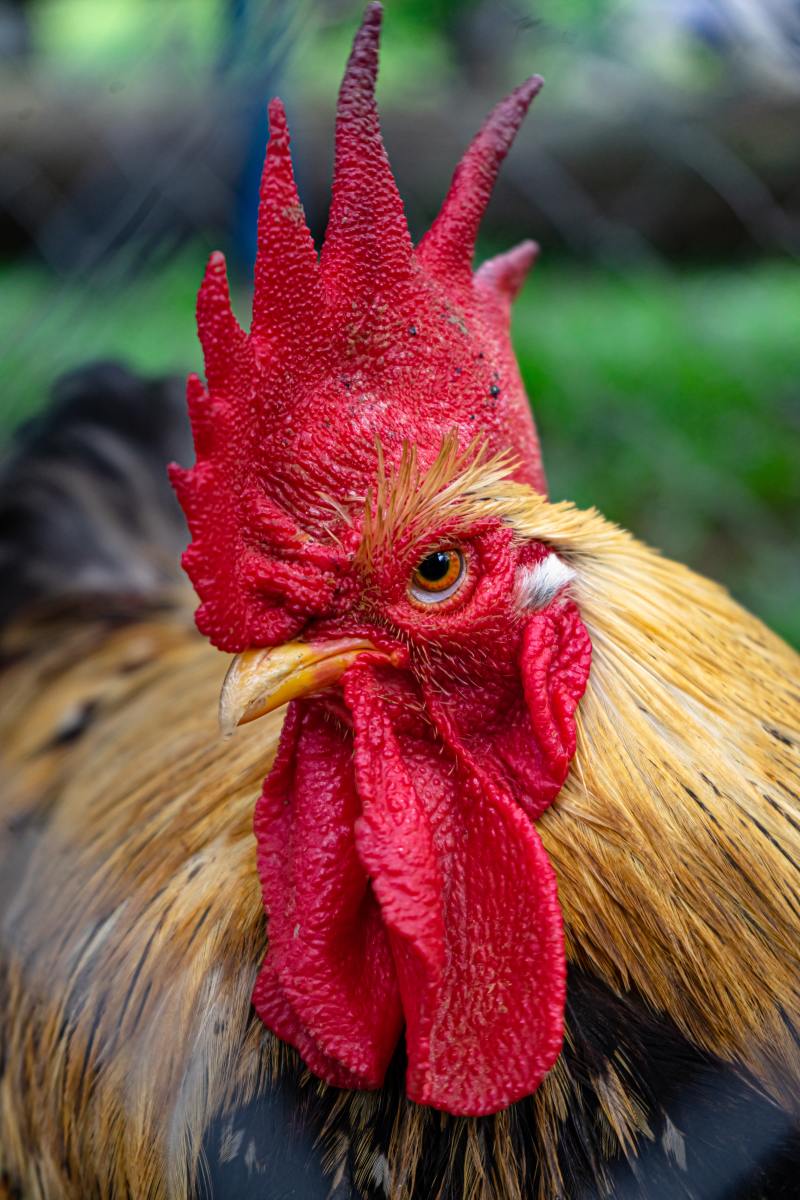 250+ Regal Rooster Names