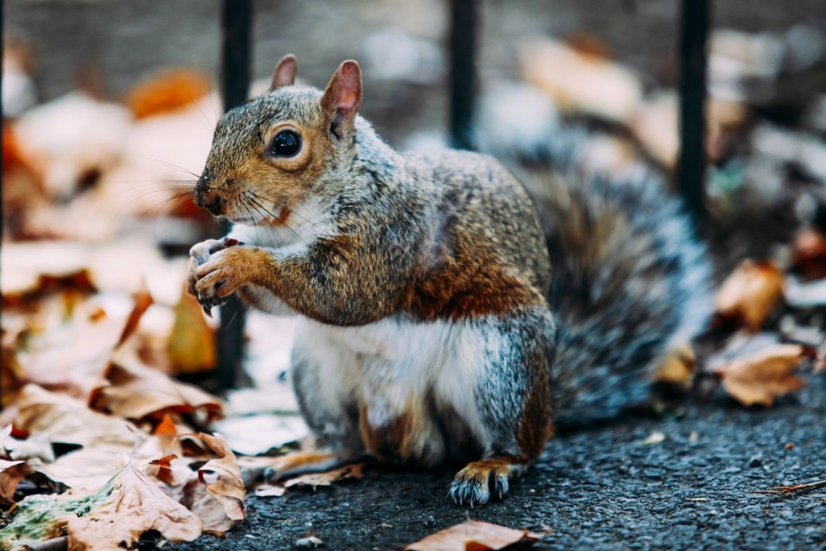 How Long Can Squirrels Go Without Food?
