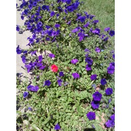 Don't walk past the flowers. 