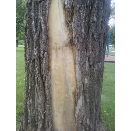 Lightning may strike but the tree is still alive.