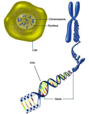 Relationship of DNA to the chromosome. National Institutes of Health (govt).