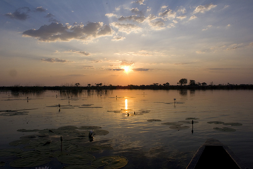 Sites from a Botswana Safari