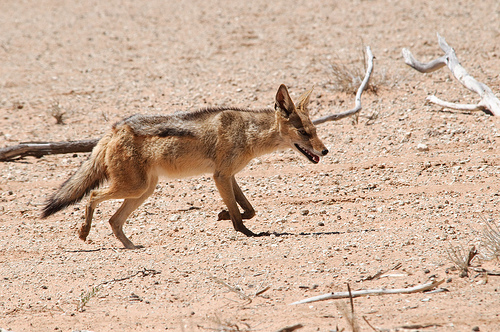 The Kalahari Game Reserve 