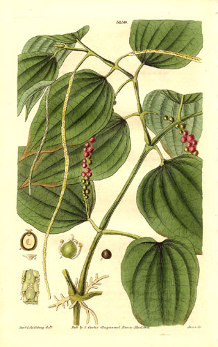 A botanical drawing of the black pepper plant and seeds, from 1832.