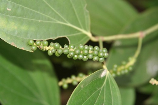 Black pepper still on the plant, unripened. This image is in the public domain.