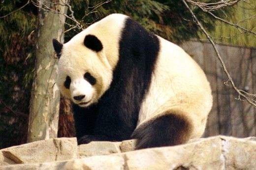 Giant Panda!