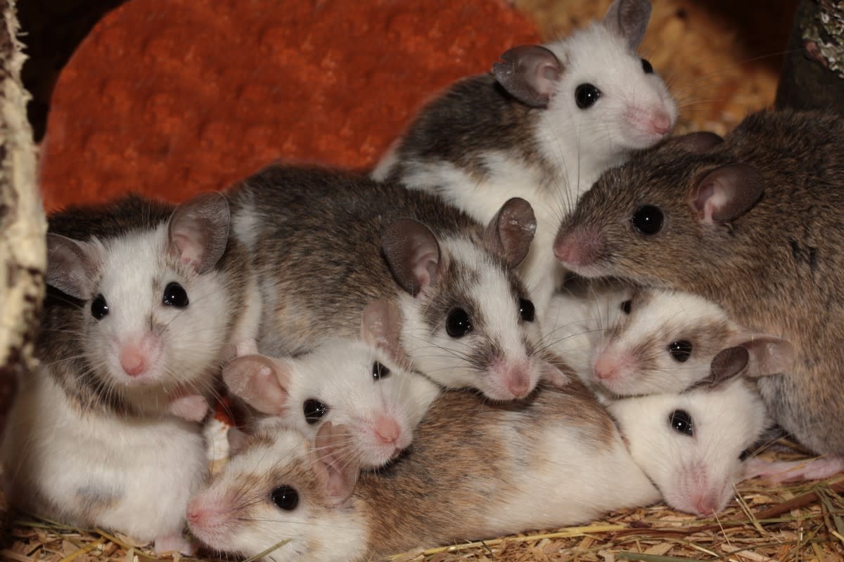Rodents Facts: The Most Successful of All Mammal Species
