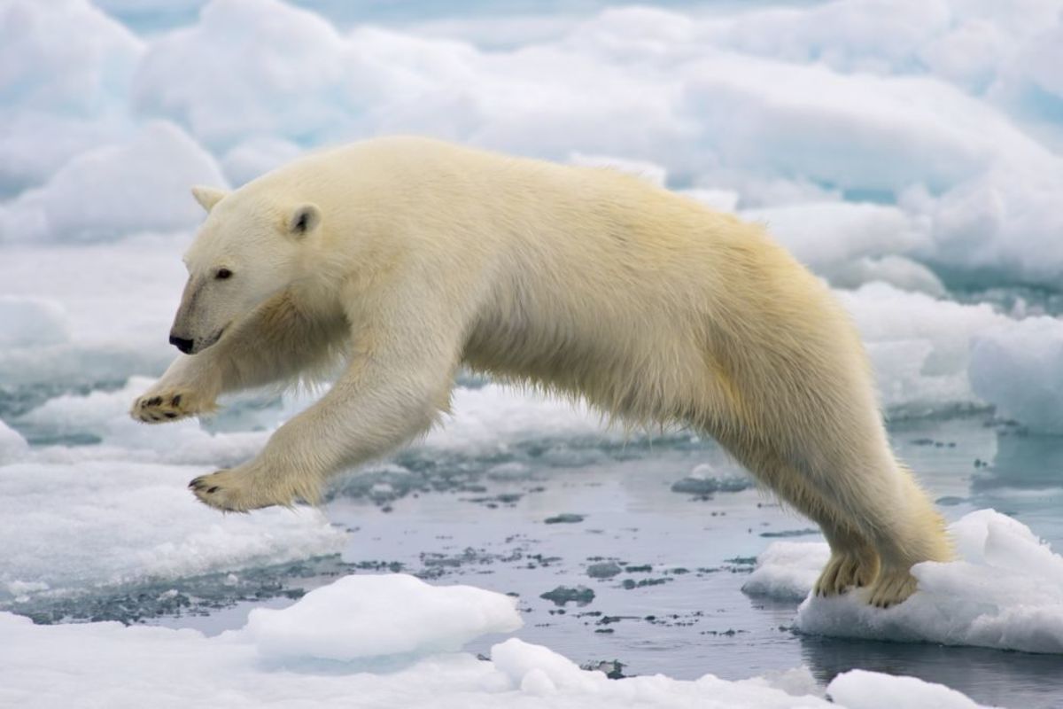 Characteristics and the Lives of Polar Bears