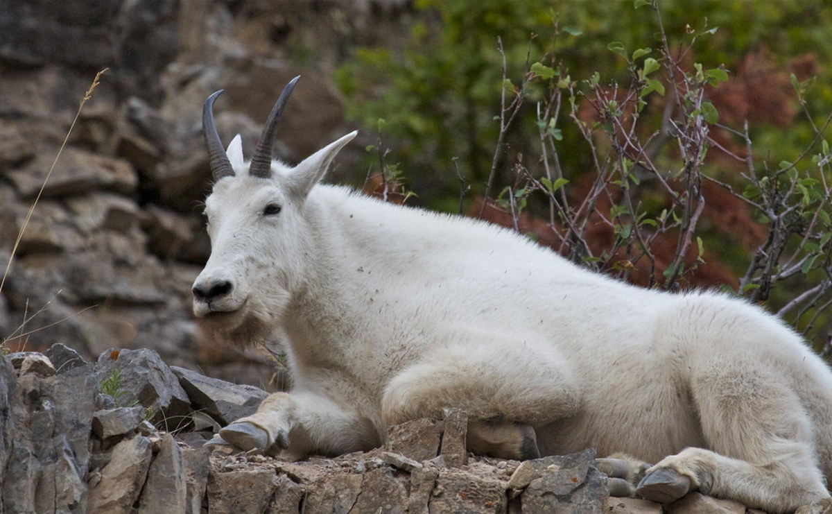 Rocky Mountain Goat: Characteristics, Habitat, Reproduction, Diet, Behavior