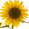 Holley Hyler profile image