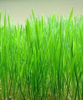 The wheat grass is slowly gaining popularity because of its health benefits.