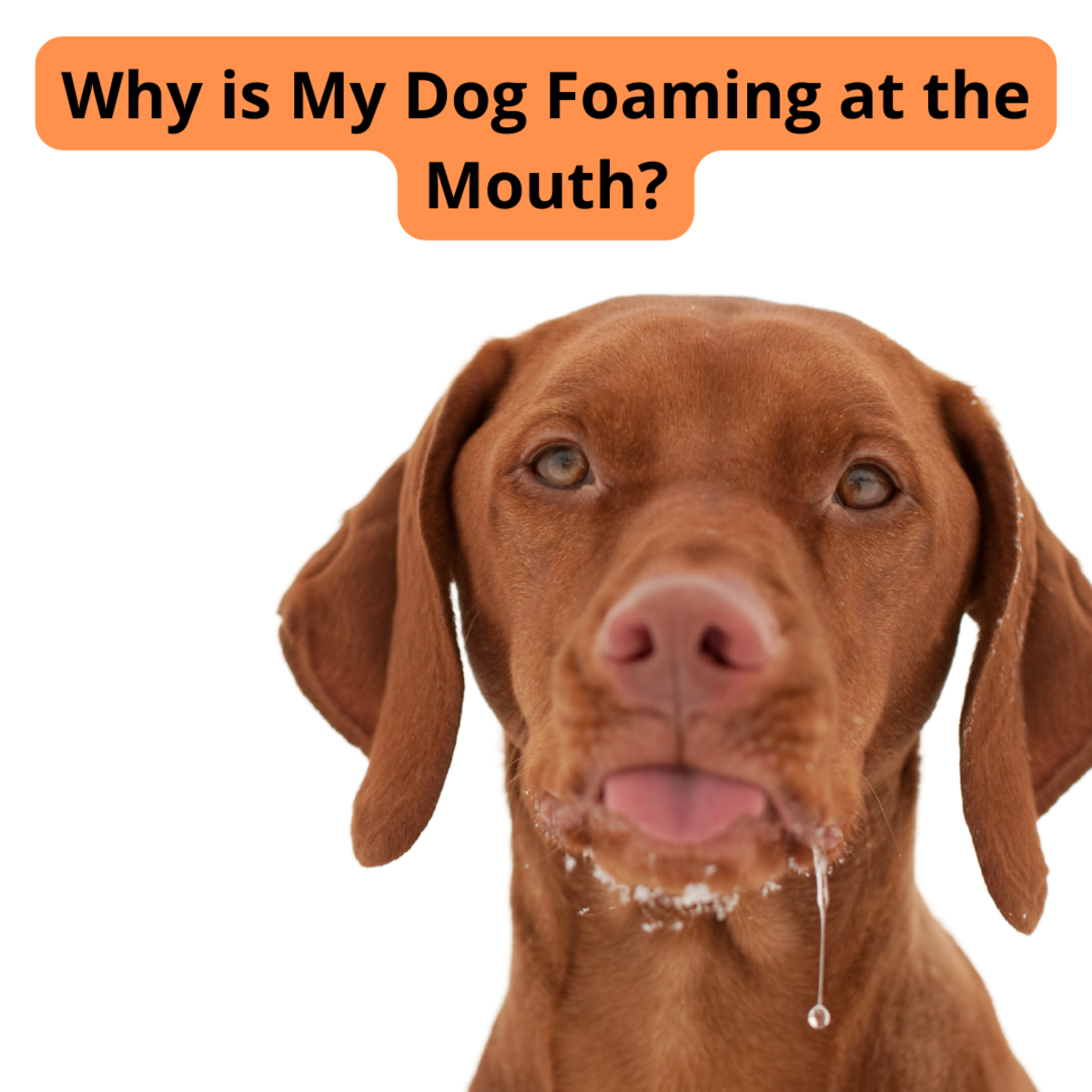10 Causes of Dogs Foaming at the Mouth