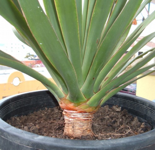 Dragon Tree grown from seed