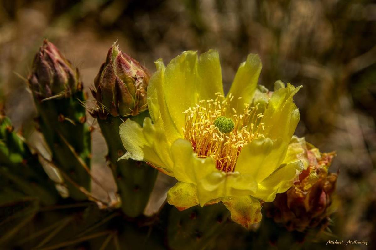 Prickly Pear Cactus Plants Are Beloved and Scattered About the Desert Southwest