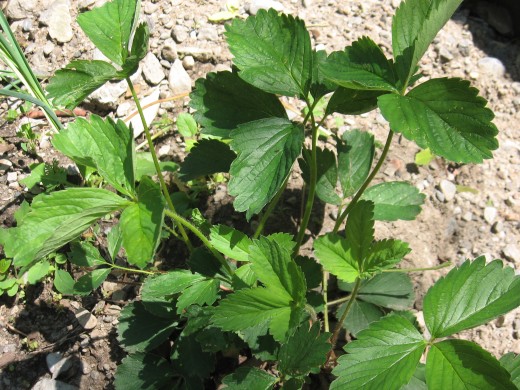 My garden, strawberry plant ce