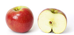 Cross section of the typical apple.