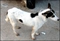 Why do Dogs Need Socialized?