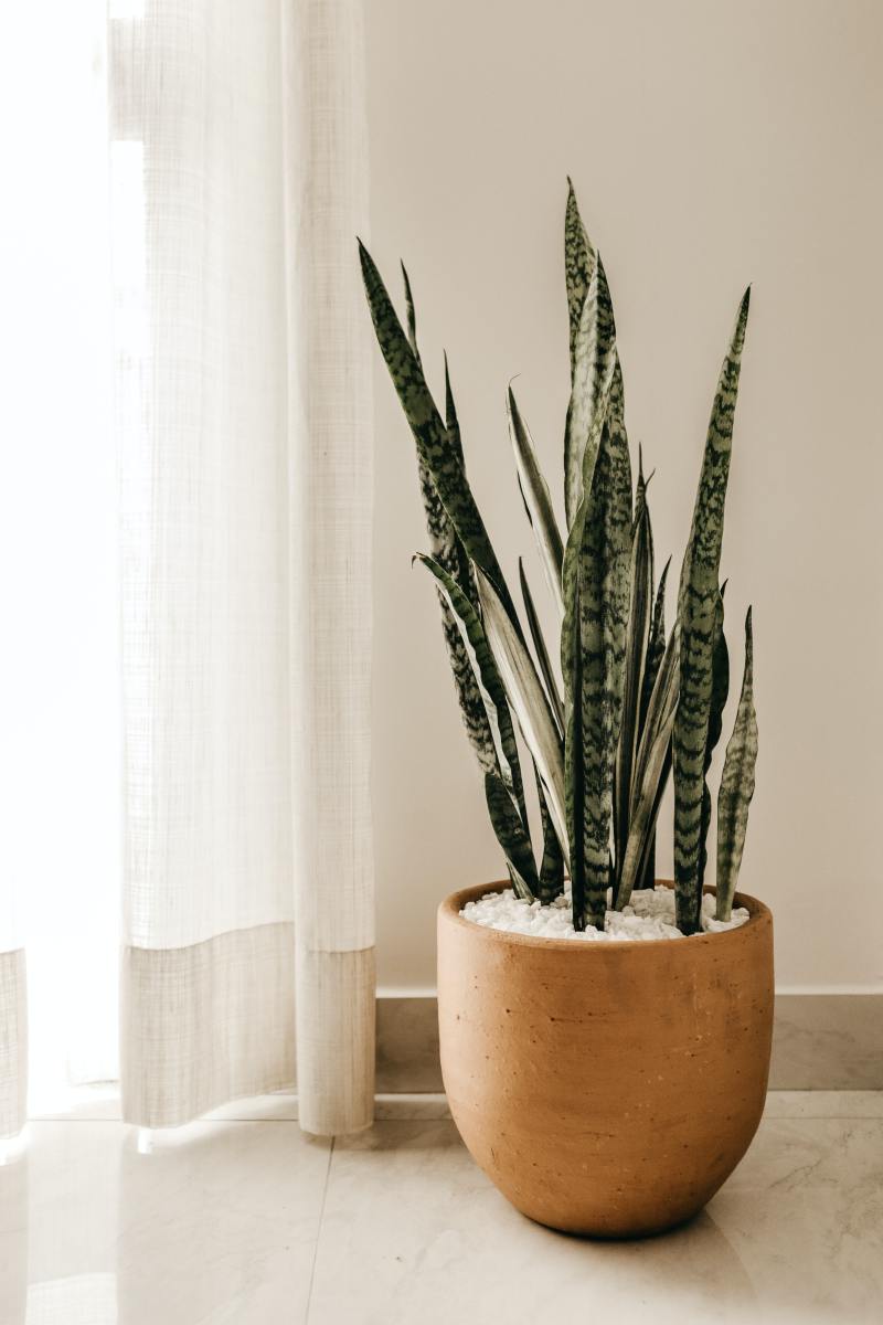 Tips on How to Care for the Most Indoor Decorated Plant in America