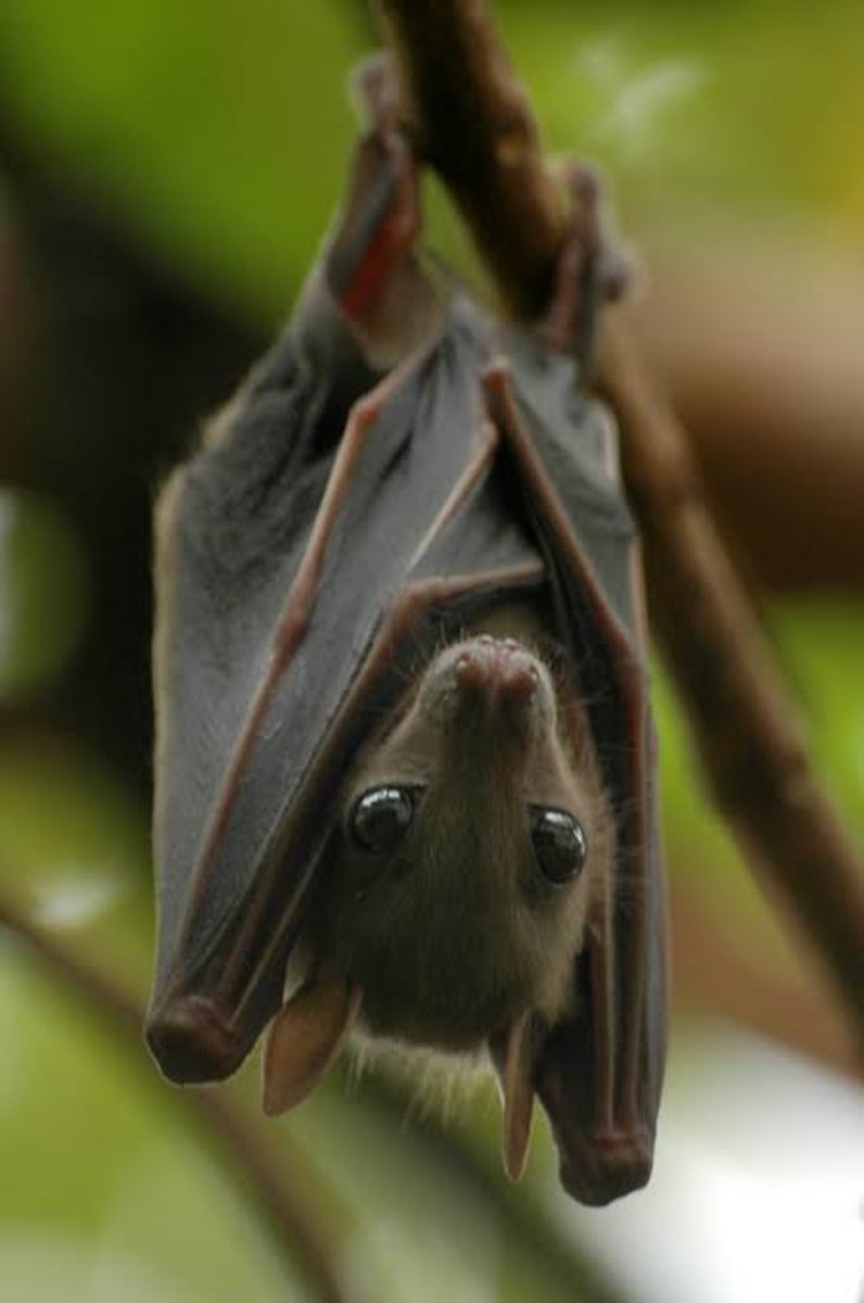 Why Do Bats Sleep Hanging Upside Down?