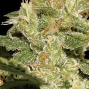 seedsstrain profile image